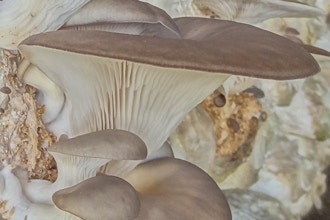 Medicinal Mushrooms: Fungi for a Healthy Body, Mind